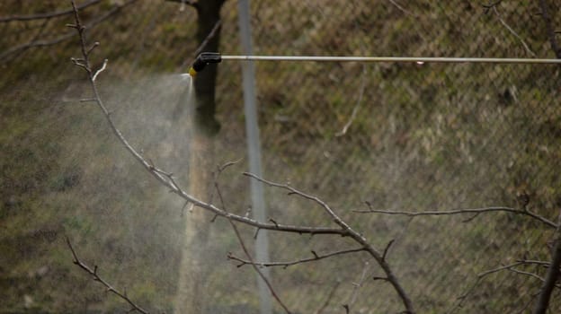 A farmer sprays a flowering fruit tree against plant diseases and pests. Selective focus
