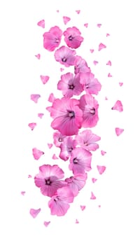 flowers fall with petals on a white background , beauty, cosmetics, fragrance