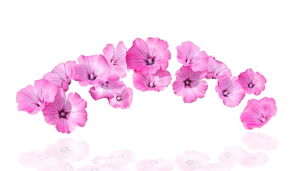 pink flowers with reflection on white background , beauty, cosmetics, fragrance