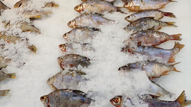 Close up of Fresh chilled fish, lying in ice on the window in the supermarket. Close up.