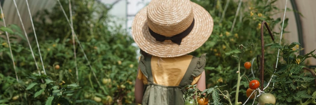 A little girl in a straw hat is picking tomatoes in a greenhouse. Harvest concept