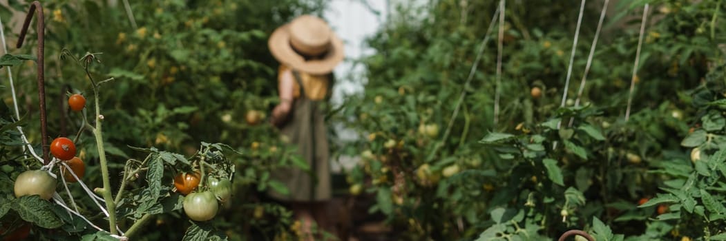 A little girl in a straw hat is picking tomatoes in a greenhouse. Harvest concept