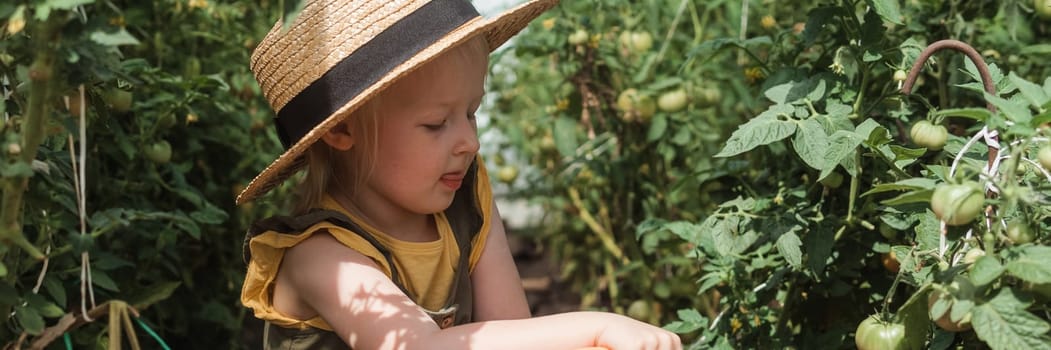 A little girl in a straw hat is picking tomatoes in a greenhouse. Harvest concept