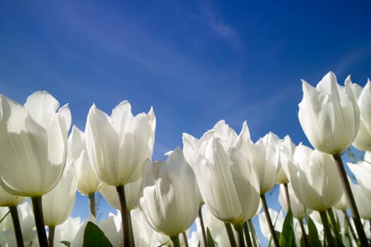 Photographic documentation of the field cultivation of the white tulip 