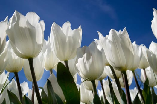 Photographic documentation of the field cultivation of the white tulip 