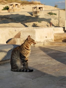 Striped cat on stone terrace of a cave hotel in Cappadocia