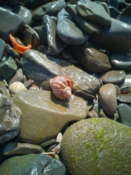 Beautiful sea shell on the sea shell among wet stones