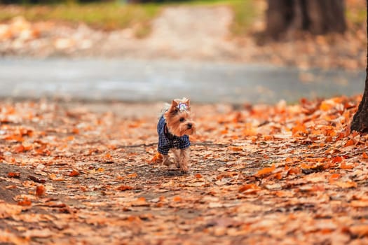 yorkshire terrier in clothes walks in the autumn park