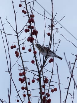 Forest bird thrush on the branch of an Apple tree.