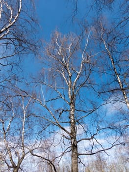 Winter birch forest in the sunlight against the blue sky.