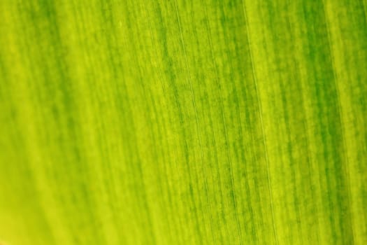 Shallow depth of field photo - only few fibers in focus. Banana tree leaf lit by sun from other side. Abstract tropical organic background.