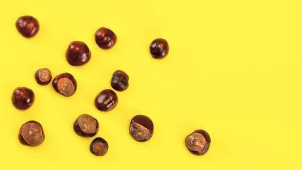 Top view, horse chestnuts (Aesculus hippocastanum) spilled on yellow board, space for text on the right. Autumn background.