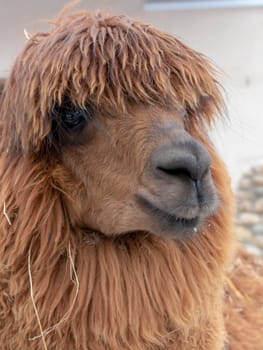 White llama eats juicy and green grass.
