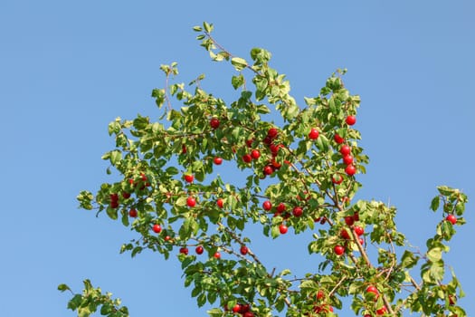 Tree branch with red Mirabelle Plum / Prune (Prunus domestica subsp. syriaca) fruits with blue sky in background.