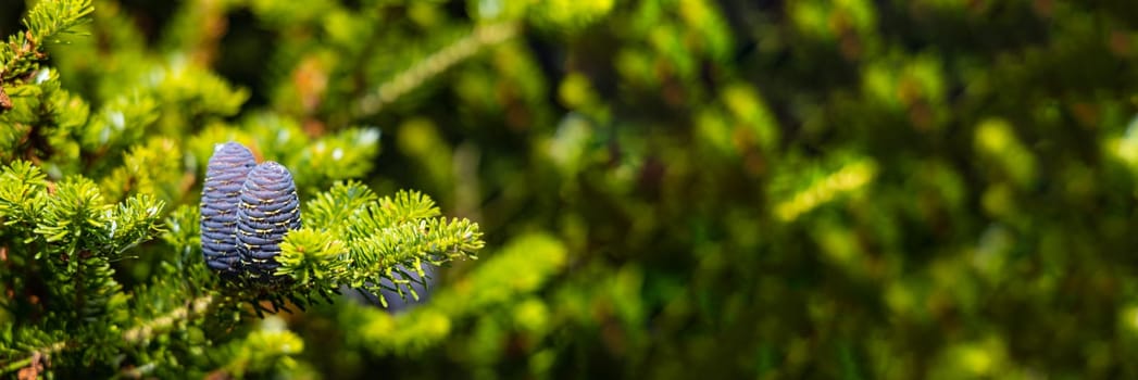 Small young blue cones growing upwards on Korean fir on a sunny day