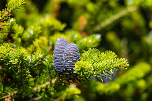 Small young blue cones growing upwards on Korean fir on a sunny day