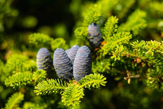 Small young blue cones growing upwards on Korean fir on a sunny day