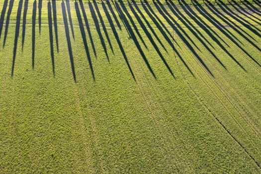 Aerial photographic documentation of a row of cypress trees in the Val Di Orcia in Tuscany Italy