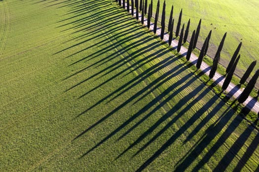 Aerial photographic documentation of a row of cypress trees in the Val Di Orcia in Tuscany Italy
