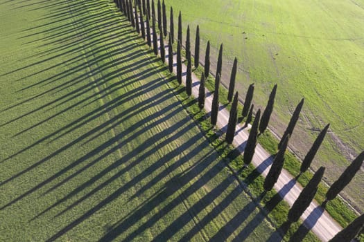 Aerial photographic documentation of a row of cypress trees in the Val Di Orcia in Tuscany Italy