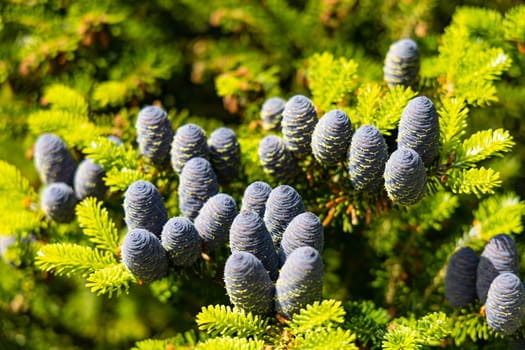 Small young blue cones growing upwards on Korean fir on a sunny day