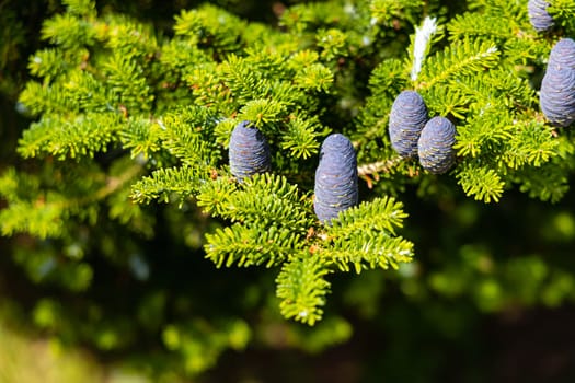 Small young blue cones growing upwards on Korean fir on a sunny day