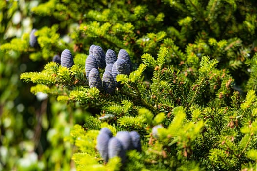 Small young blue cones growing upwards on Korean fir on a sunny day