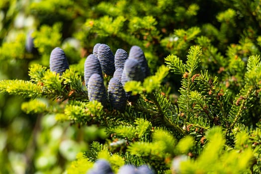 Small young blue cones growing upwards on Korean fir on a sunny day