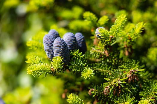 Small young blue cones growing upwards on Korean fir on a sunny day