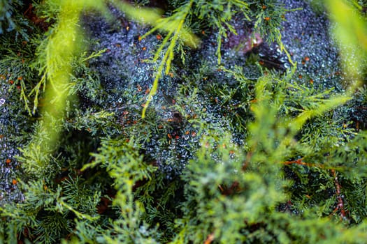 Morning dew on a cobweb among the bushes