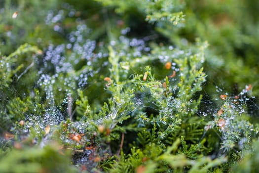 Morning dew on a cobweb among the bushes