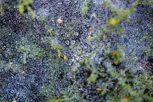 Morning dew on a cobweb among the bushes