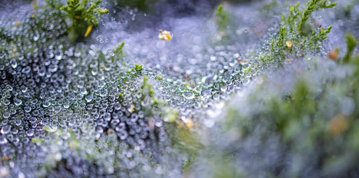 Morning dew on a cobweb among the bushes