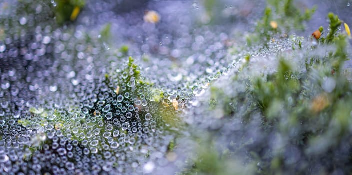 Morning dew on a cobweb among the bushes