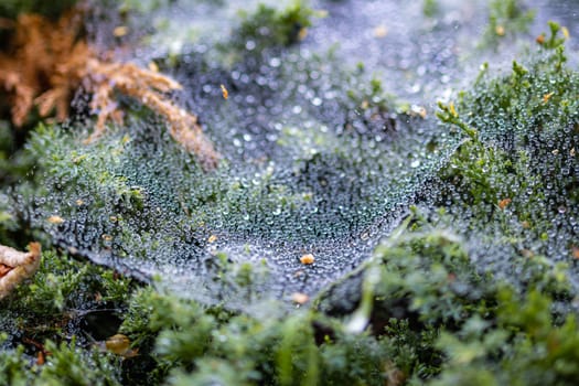 Morning dew on a cobweb among the bushes