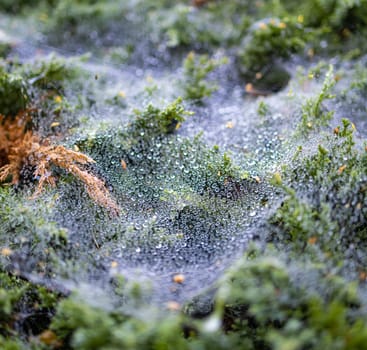 Morning dew on a cobweb among the bushes