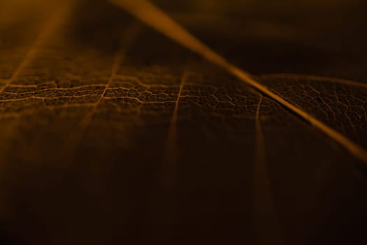 A close-up view of the structure of a transparent leaf