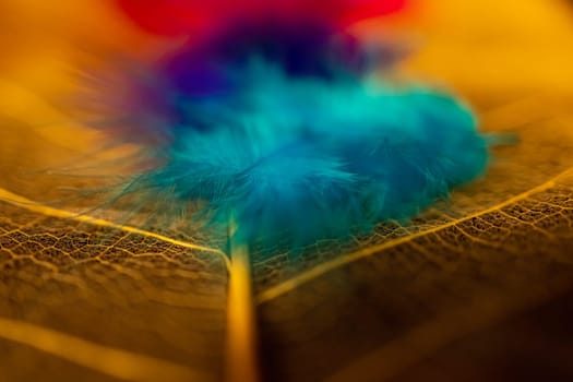 Close up view of several colorful artificial feathers lying on a large transparent leaf