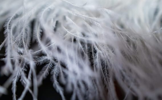 A close-up view of a large artificial fabric feather