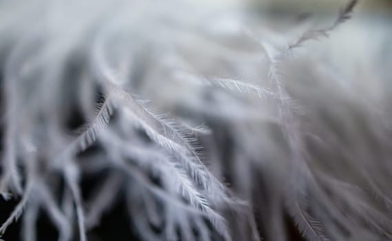 A close-up view of a large artificial fabric feather