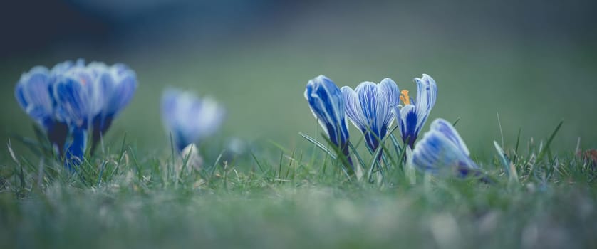 Blooming blue crocuses with green leaves in the garden, spring flowers