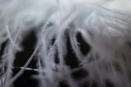 A close-up view of a large artificial fabric feather