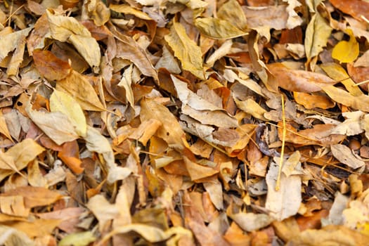 autumn leaves background. fallen leaves on the ground