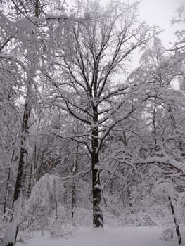 Winter nature on a frosty Sunny day.