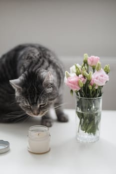 Grey cat sniffs pink flowers, feline character and behavior, spring aggravation in cats.