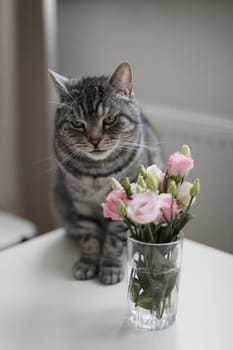 Grey cat sniffs pink flowers, feline character and behavior, spring aggravation in cats.