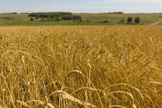 Yellow grain ready for harvest growing in a farm field