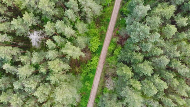 A straight forest road. View from a drone
