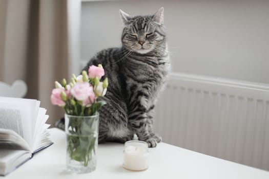 Grey cat sniffs pink flowers, feline character and behavior, spring aggravation in cats.