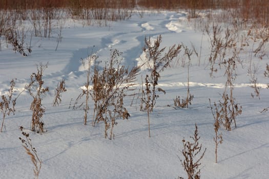 Dried grass on snow covered field in winter.